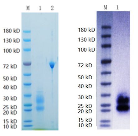 Reducing 12% SDS-PAGE (CBB stained) and WB (Anti-His Mouse Monoclonal antibody) analysis profiles of purified AMHR2. 
1. AMHR2 
2. BSA